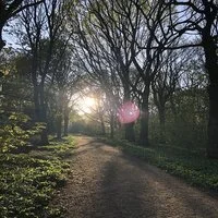 camino en el bosque