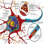 Neurociencia